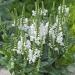 Perene: Physostegia virginiana Alba , slika3