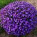 Perene: Aubretia Purple Cascade - aubrecija , slika1