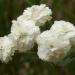 Perene: Achillea ptarmica The Pearl , slika2