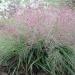 Trave: Eragrostis spectabilis  Purple Love Grass, ukrasna trava  , slika2