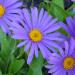 Perene: Aster alpinus Dark Beauty - prolećni aster , slika1