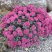 Perene: Sedum cauticola Robustrum , slika2