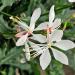 Perene: Gaura lindheimeri White, slika2