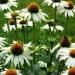 Perene: Echinacea purpurea Alba - beo cvet , slika1