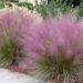 Trave: Muhlenbergia capillaris - ukrasna trava , slika1