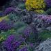 Perene: Aubretia Purple Cascade - aubrecija , slika2