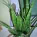 Sadnice - sobne biljke: SANSEVIERIA KIRKII FRIENDS, slika1