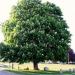 Sadnice - drveće: kesten divlji-parkovski 25cm, slika1