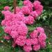 Reznice: hortenzija pink-5reznica, slika3