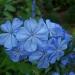 Sadnice - žbunaste vrste: plumbago sadnica 25cm, slika1