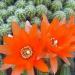 Kaktusi: viseci kaktus oranz cvet-2kom, slika2