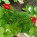 Lukovice: Усколисни божур (Paeonia tenuifolia), slika3