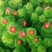 Lukovice: Усколисни божур (Paeonia tenuifolia), slika6