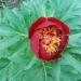 Lukovice: косовски божур (Paeonia peregrina), slika2