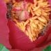 Lukovice: косовски божур (Paeonia peregrina), slika4