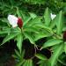 Seme cveća: Costus speciosus 10 semenki, slika2