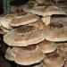 Gljive i proizvodi od gljiva: MIX seme bukovace,shitake i sampinjona, slika1
