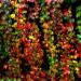 Sadnice - puzavice: Parthenocissus quinquefo - petoprsta devojacka lozica, slika5