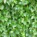 Sadnice - puzavice: Parthenocissus quinquefo - petoprsta devojacka lozica, slika9