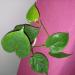 Sadnice - sobne biljke: FILADENDRON -Philodendron hederaceum HEART-LEAF, slika2