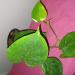 Sadnice - sobne biljke: FILADENDRON -Philodendron hederaceum HEART-LEAF, slika1