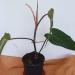 Sadnice - sobne biljke: Filadendron - philodendron red emerald, slika1