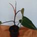 Sadnice - sobne biljke: Filadendron - philodendron red emerald, slika2