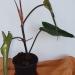 Sadnice - sobne biljke: Filadendron - philodendron red emerald, slika3