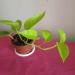 Sadnice - sobne biljke: Epipremnum aureum (Neon Pothos) veca, slika1