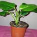 Sadnice - sobne biljke: Filadendron cobra - Monstera Standleyana, slika2