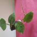 Sadnice - sobne biljke: FILADENDRON -Philodendron hederaceum HEART-LEAF, slika3