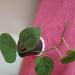 Sadnice - sobne biljke: FILADENDRON -Philodendron hederaceum HEART-LEAF, slika2