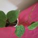Sadnice - sobne biljke: FILADENDRON -Philodendron hederaceum HEART-LEAF, slika1