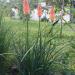 Perene: Kniphofia uvaria-tritoma, slika1