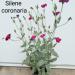 Perene: Lychnis Coronaria, slika1