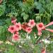 Sadnice - puzavice: Campsis Radicans-Tekoma, slika2