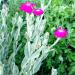 Perene: Lychnis Coronaria, slika2