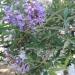 Sadnice - žbunaste vrste: Vitex agnus castus-drvo žalfija, konopljika, slika4