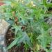 Sadnice - puzavice: Hedera helix Sagittifolia, slika1