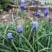 Lukovice: Muscari armeniacum , slika1