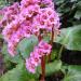 Perene: Bergenia Cordifolia, slika1