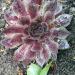 Perene: Sempervivum Rubra, slika3