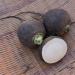 Seme povrća: Crna rotkva domaća organska permakultura biodinamika, slika2
