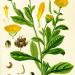 Začini i lekovito bilje: Tinktura cveta nevena neven ekstrakt biljne kapi prirodne, slika3